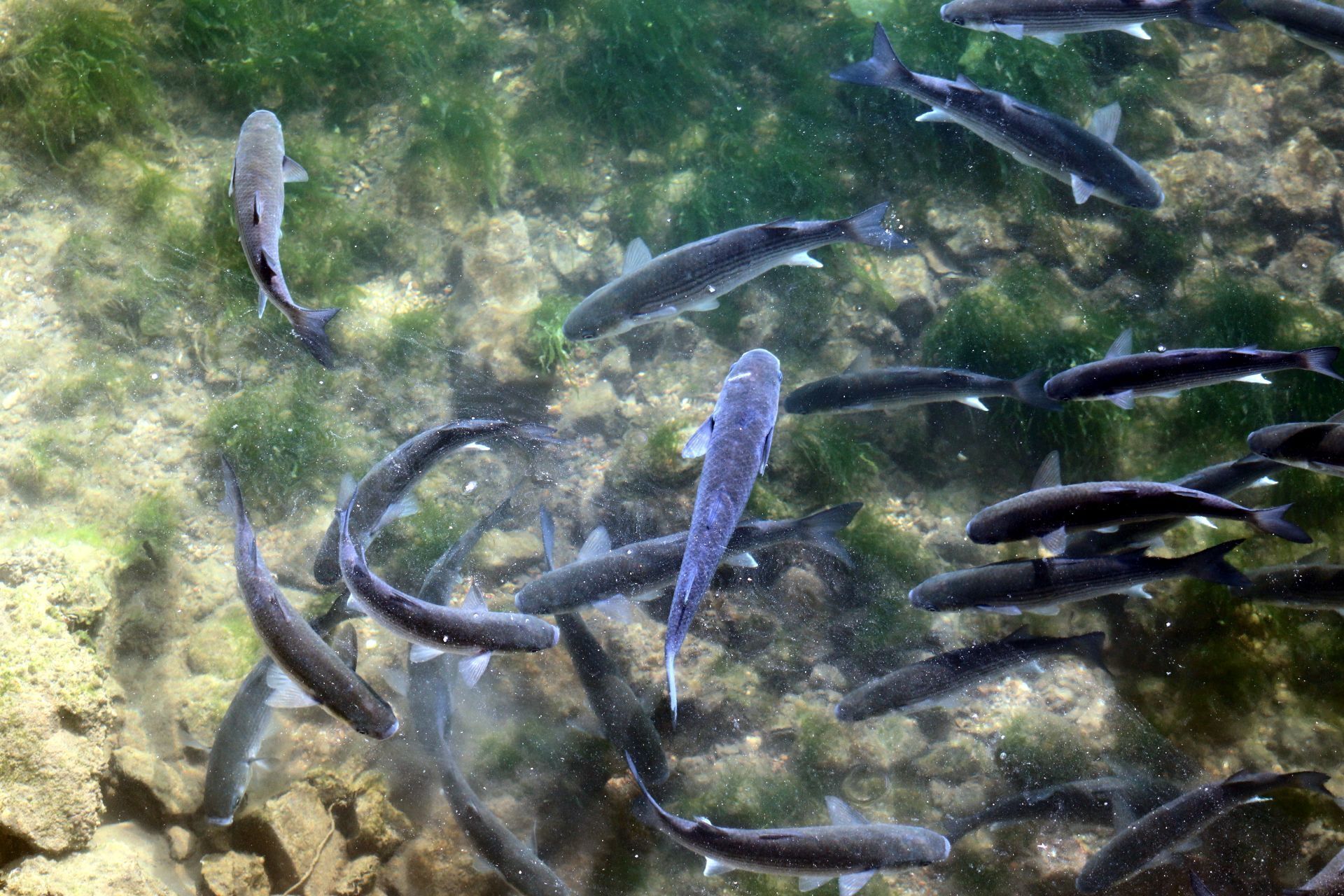 A group of fish swimming in clear water with a rocky bottom.