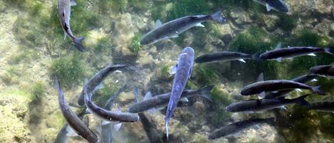 A group of fish swimming in clear water with a rocky bottom.