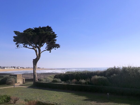 A tree-lined pathway leading to a beach with a clear view of the ocean.