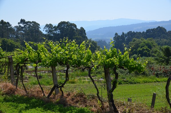 A vineyard with rows of grapevines. - 3 Cabras Perdidas (Arbo)