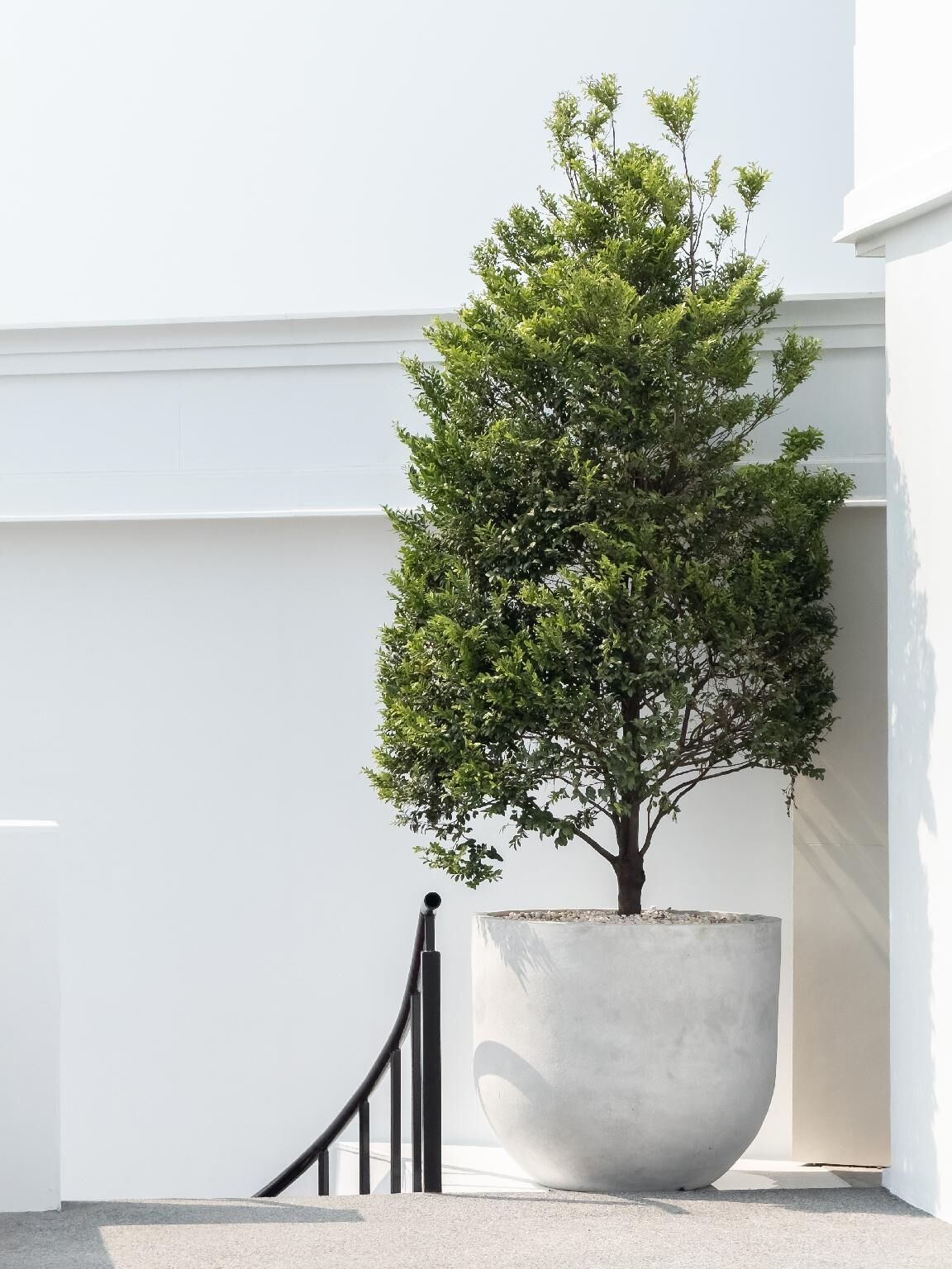 A potted tree in a concrete planter next to a white wall.