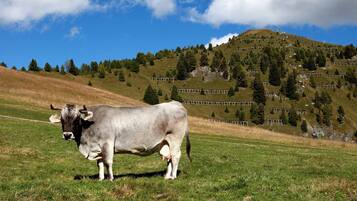 Una mucca in un prato erboso con montagne sullo sfondo.