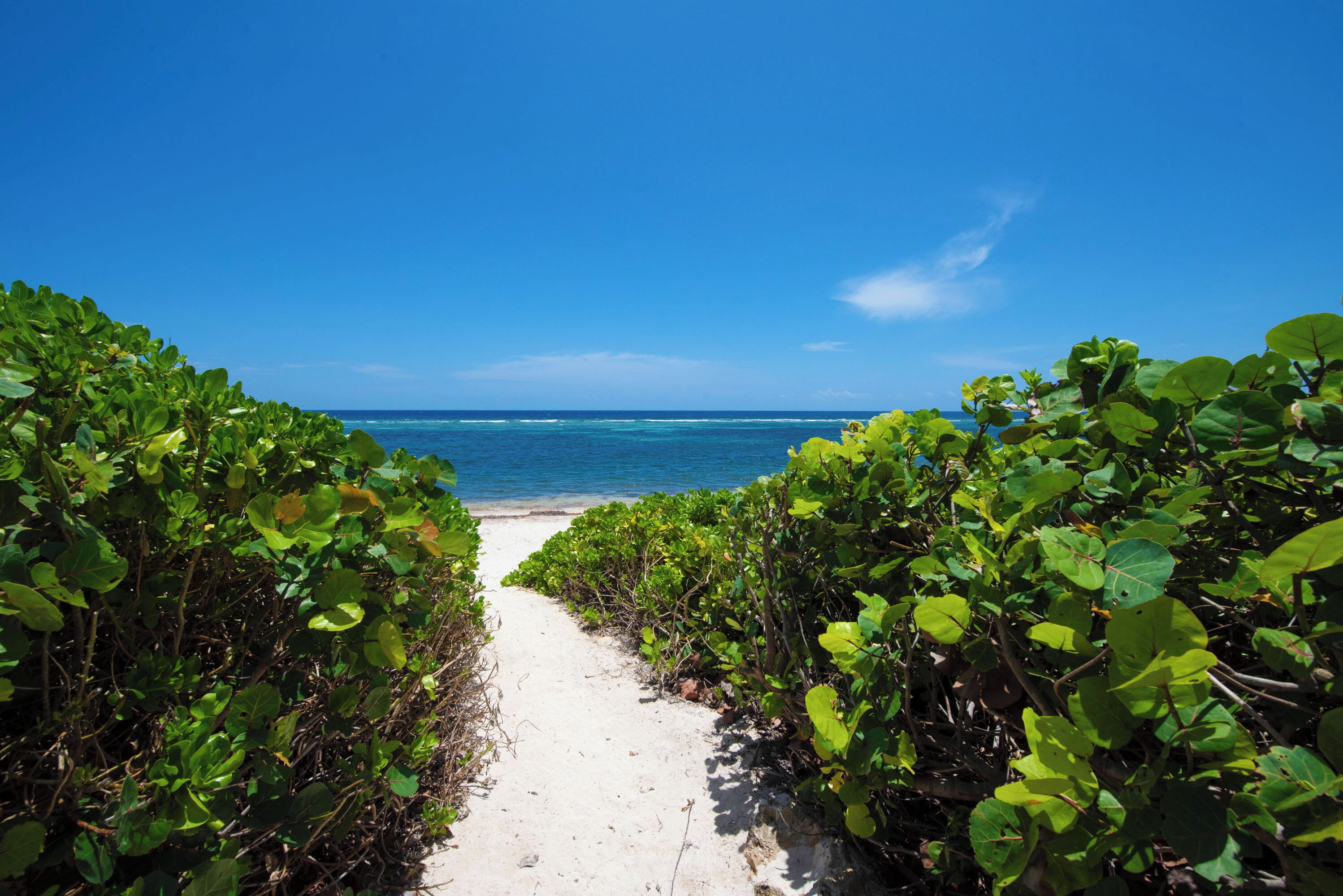 A beach path leading to the ocean, surrounded by lush greenery.