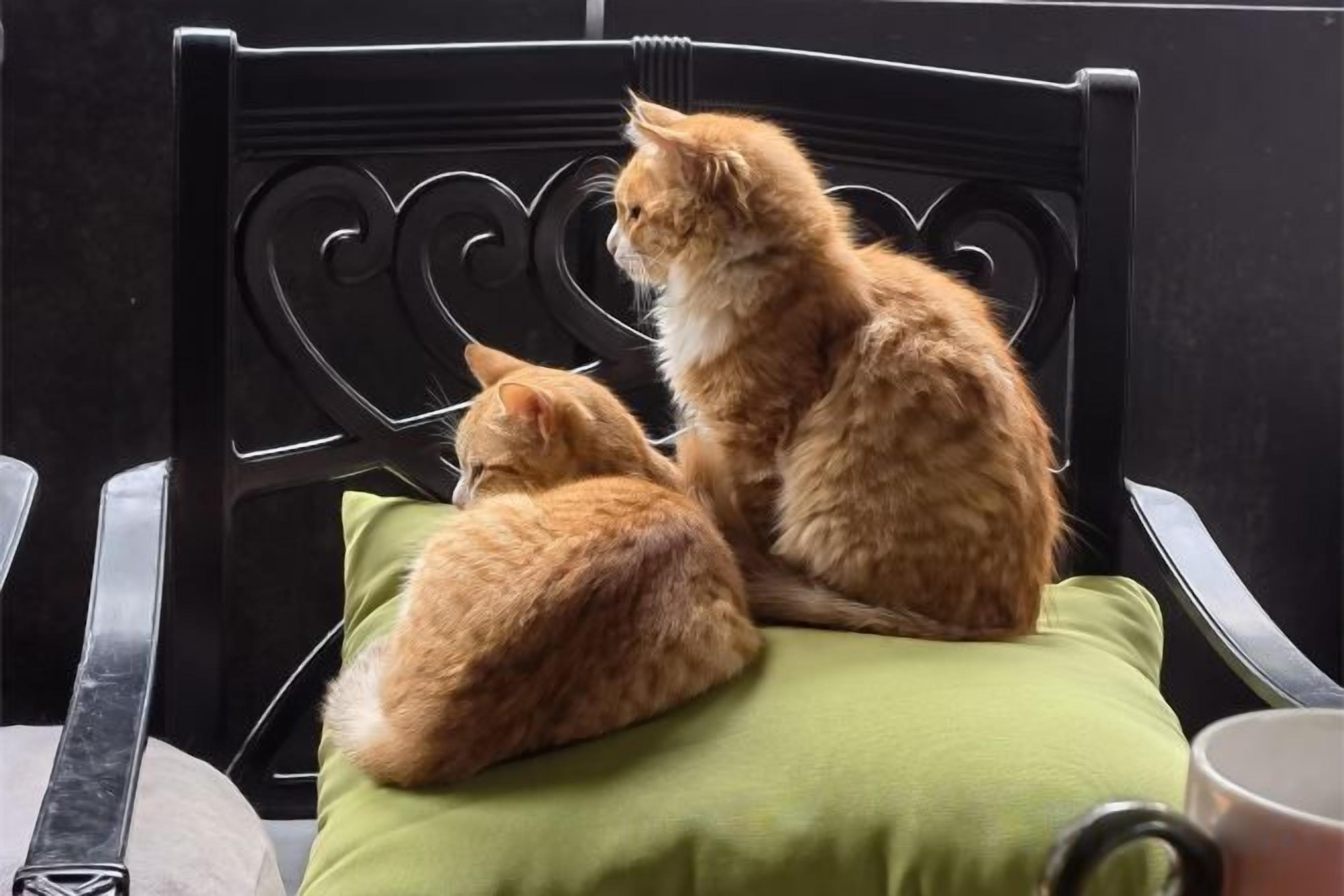 Two cats sitting on a chair with a green cushion.