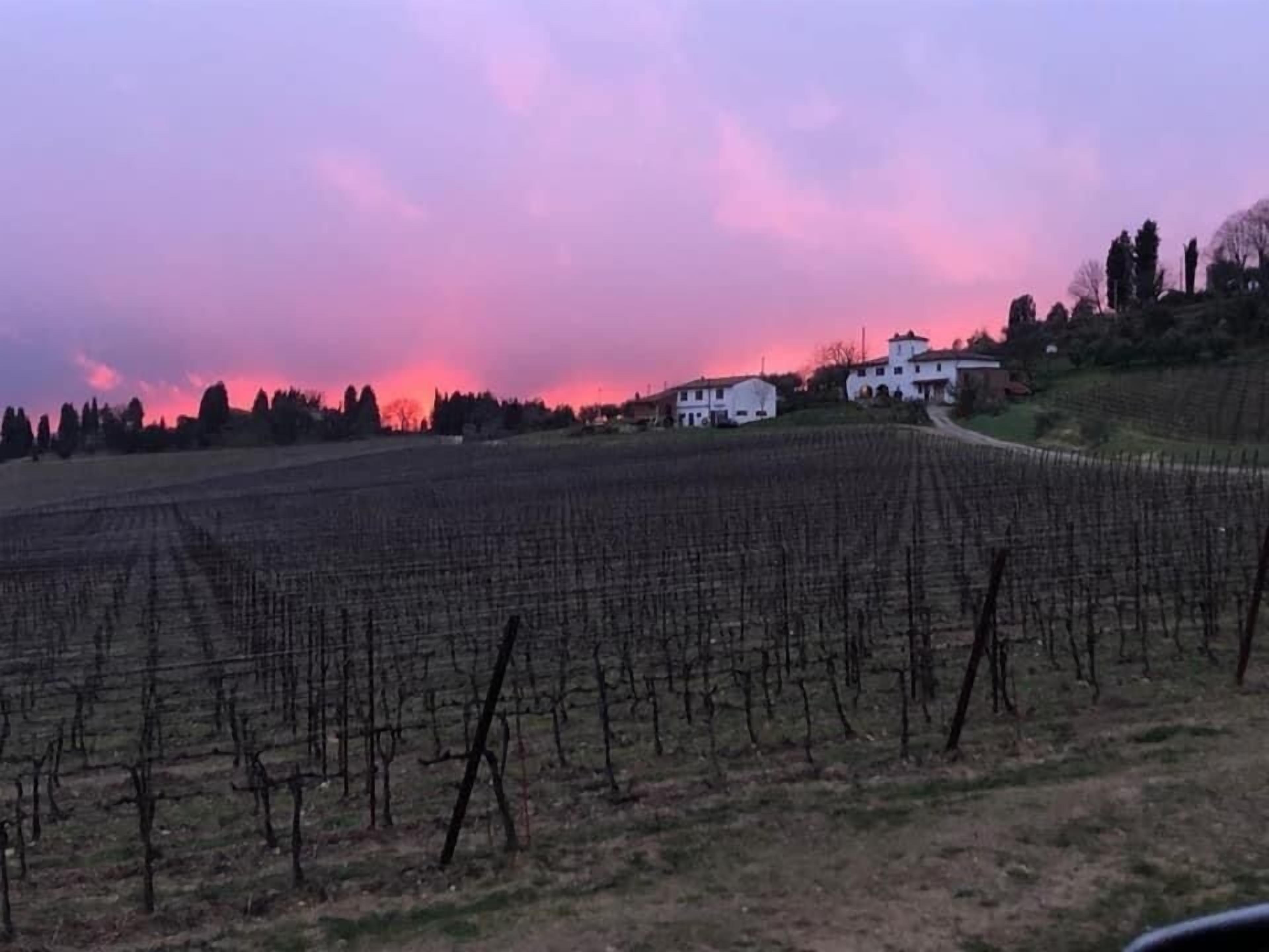Un vigneto con file di viti e un edificio bianco sullo sfondo.