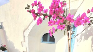 Un plant de bougainvillier en pot, avec des fleurs roses, devant un bâtiment blanc doté d’une porte bleue et d’une petite fenêtre.