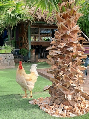 Enceinte de l’hébergement