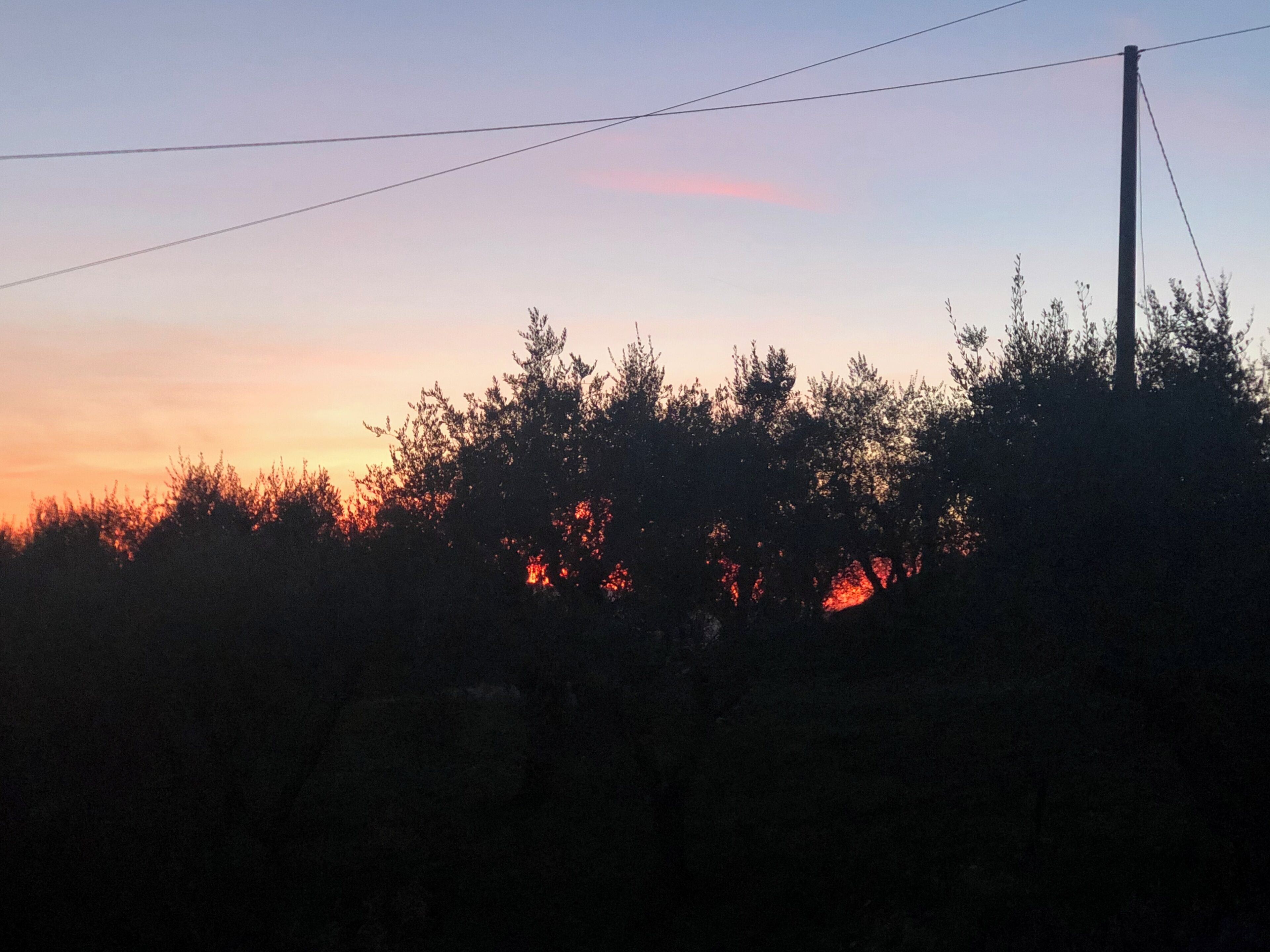 Un tramonto con le sagome di alberi e un palo della luce.