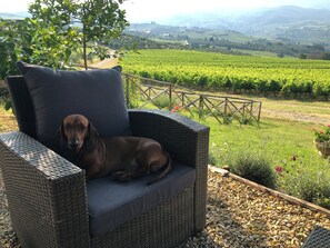 Property grounds - FARM IL POGGIOLINO (Pelago)