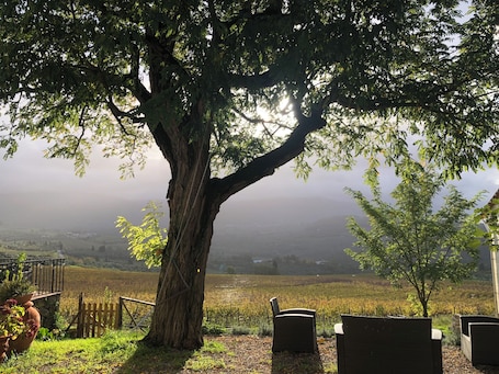 Property grounds. FARM IL POGGIOLINO