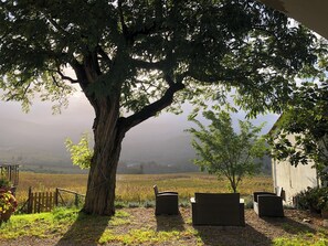 Property grounds - FARM IL POGGIOLINO (Pelago)
