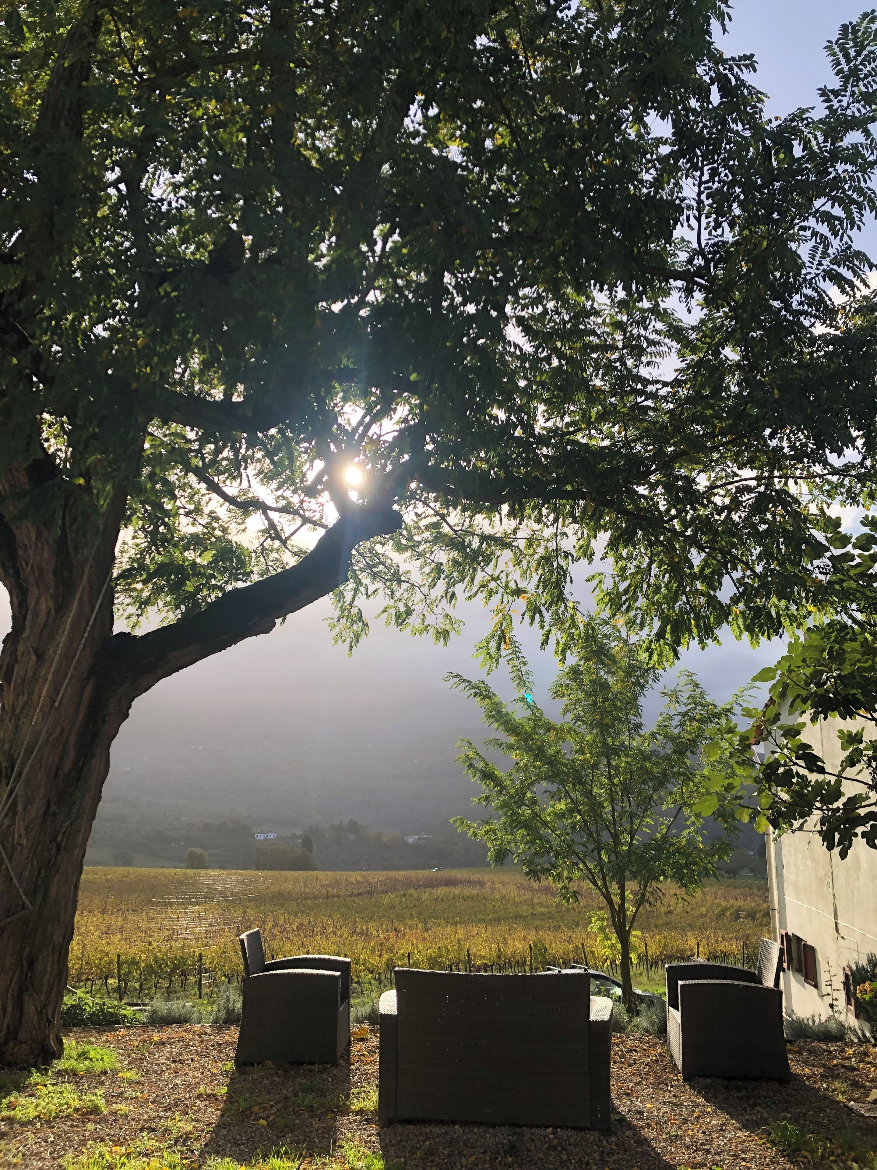 Un vignoble avec des rangées de vignes, un grand arbre offrant de l’ombre et des sièges installés à l’extérieur.