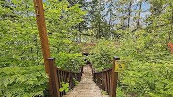 A wooden staircase surrounded by lush green ferns and trees, leading to a higher level.