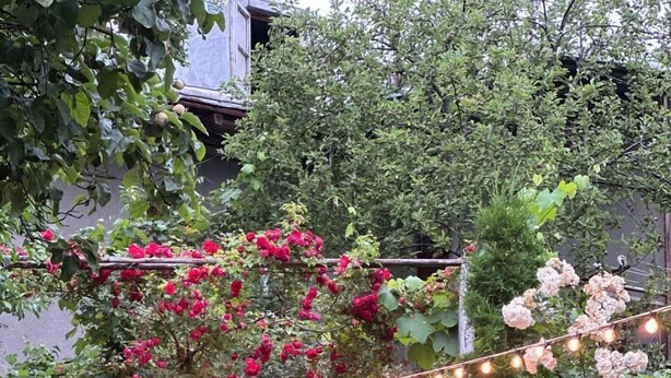 Un jardin avec un chemin de pierres, des plantes en fleurs et des guirlandes lumineuses.