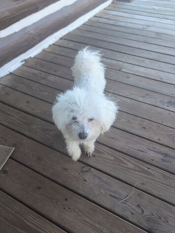 Animaux de compagnie acceptés