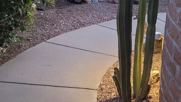 Un jardin avec un chemin en béton, des cactus et un mur en briques.