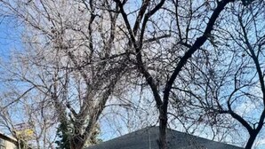 A white house with a blue door, surrounded by bare trees and a white fence.