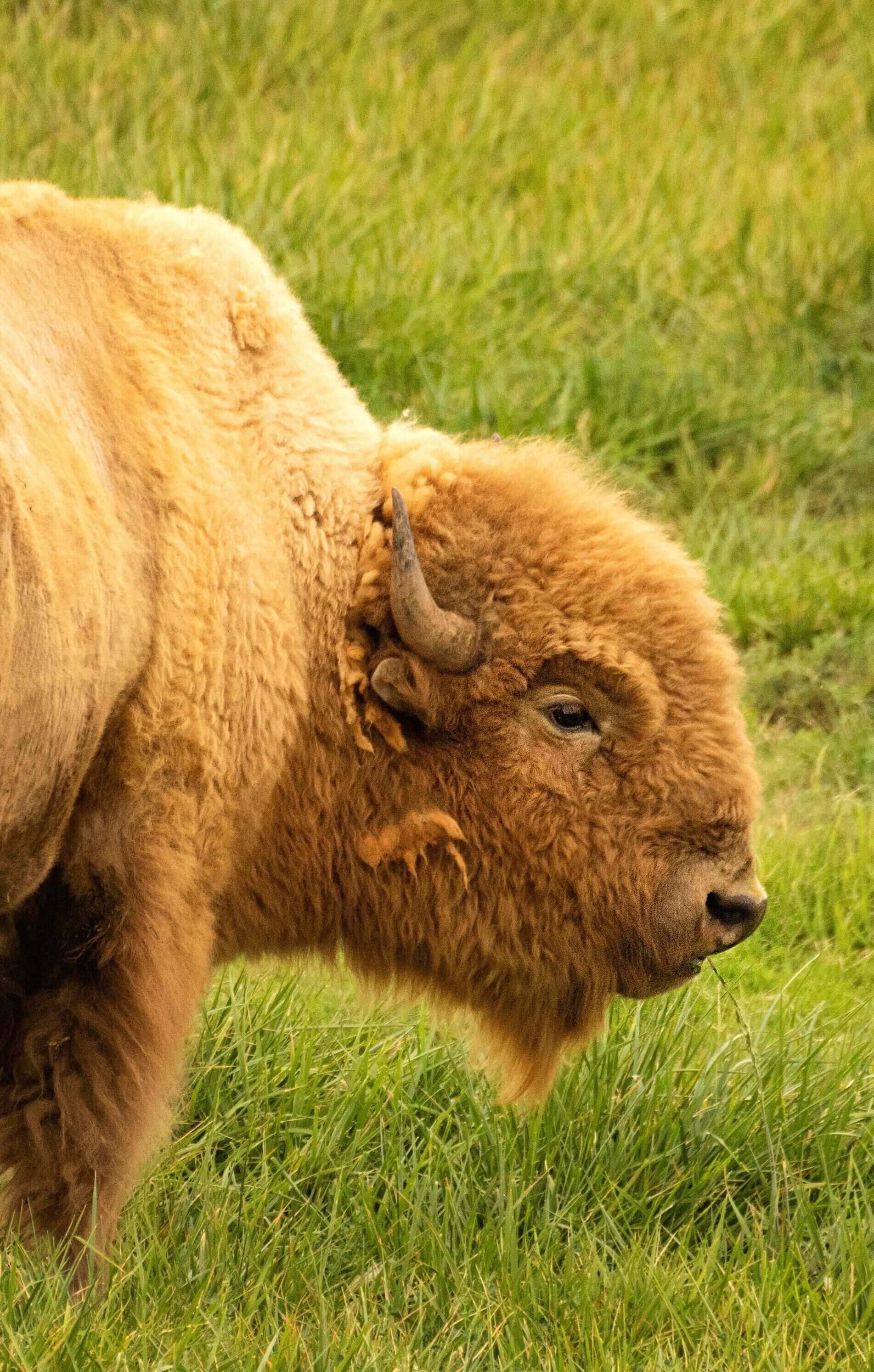 Ein grasendes Bison auf einer Wiese.