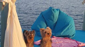 Two dogs sitting on a blue couch with a pink blanket, overlooking a body of water. - Villa Mery (Rab)