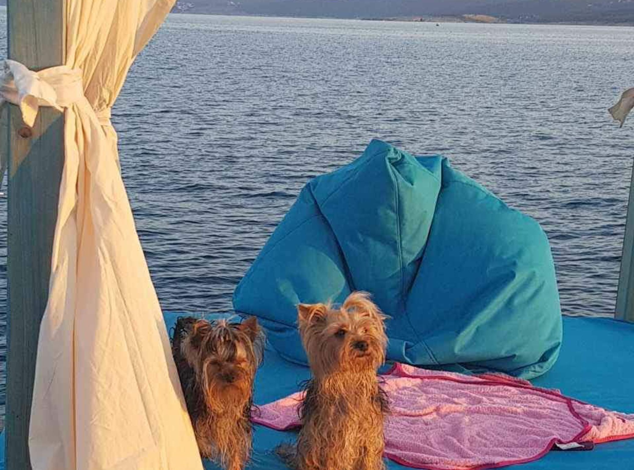 Zwei Hunde sitzen auf einem blauen Sofa mit einer rosa Decke und blicken auf ein Gewässer.
