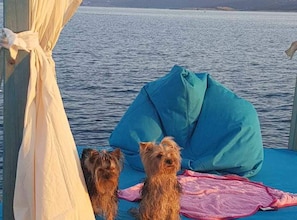 Deux chiens sont assis sur un canapé bleu, recouverts d’une couverture rose, et ils surplombent une étendue d’eau.