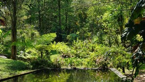 Un rigoglioso giardino con uno stagno, vegetazione fitta e diverse piante.