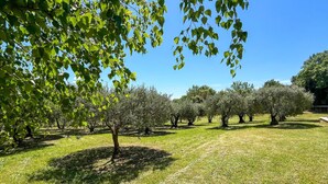 An orchard with rows of trees, a grassy field, and a clear blue sky.