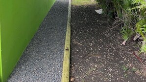 Een smal pad, begrensd door een groene muur en weelderige begroeiing, leidt naar een gazon.