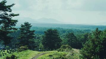 A forested landscape with a path leading through it.