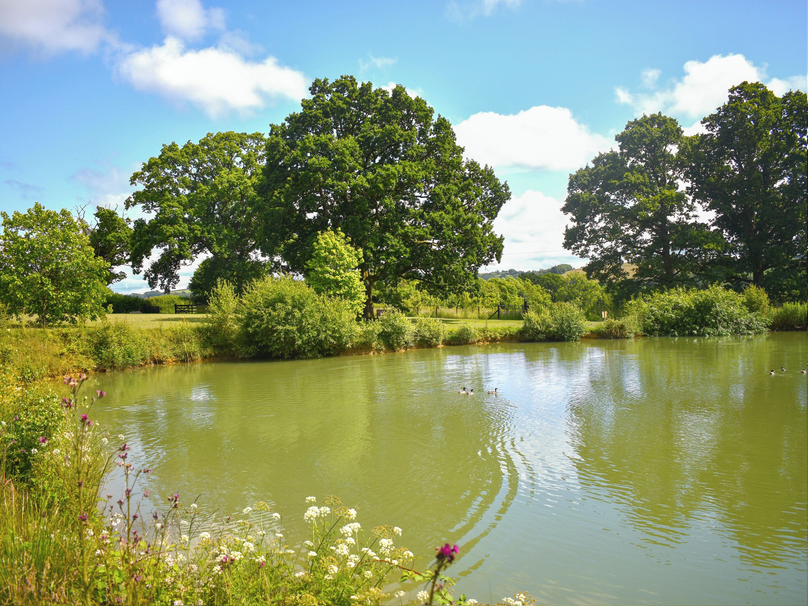 Un lac paisible, bordé d’une végétation luxuriante et d’arbres.