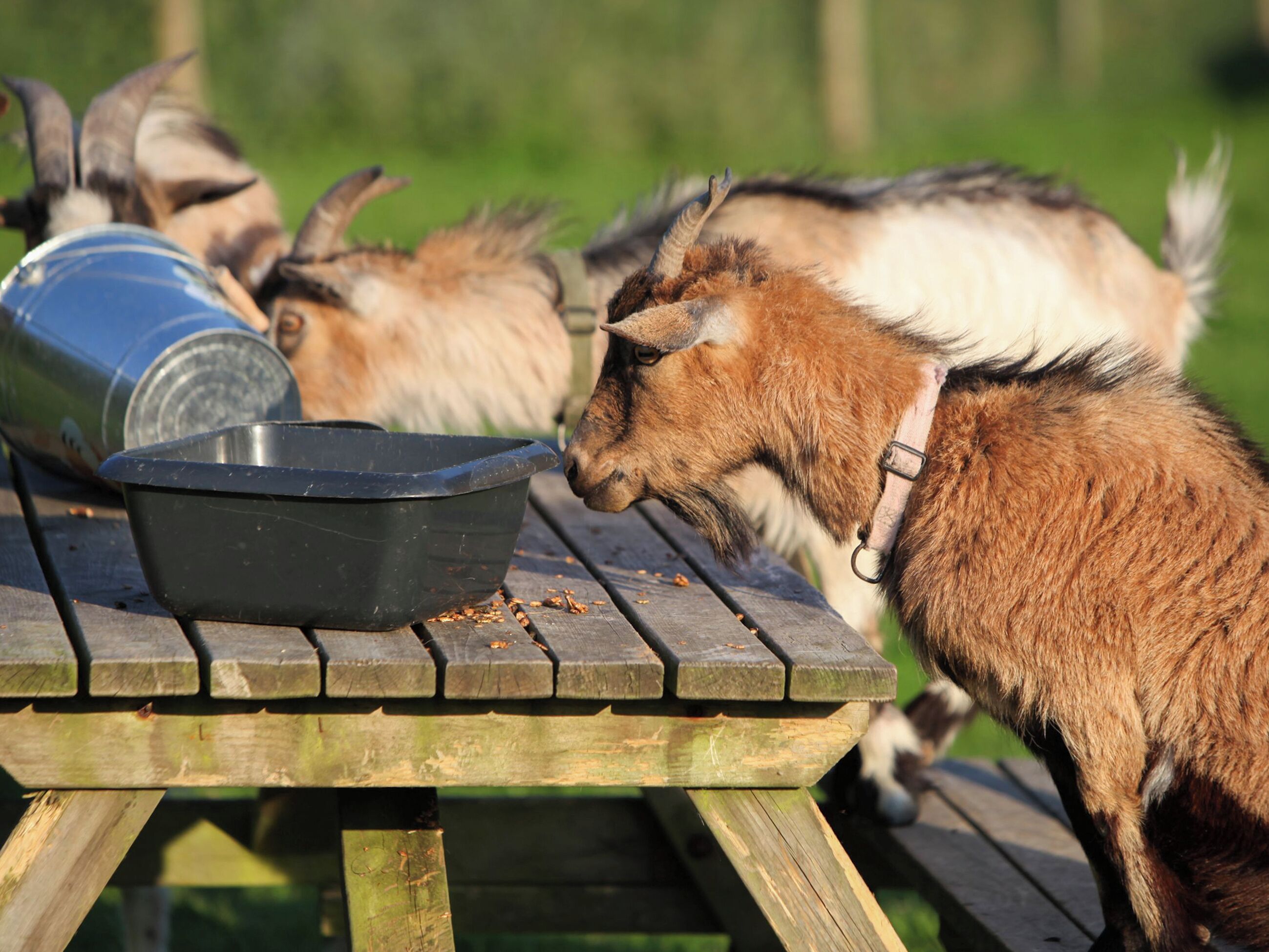 A wooden picnic table with a metal bowl and a metal container, likely for food or water, in a grassy outdoor setting.