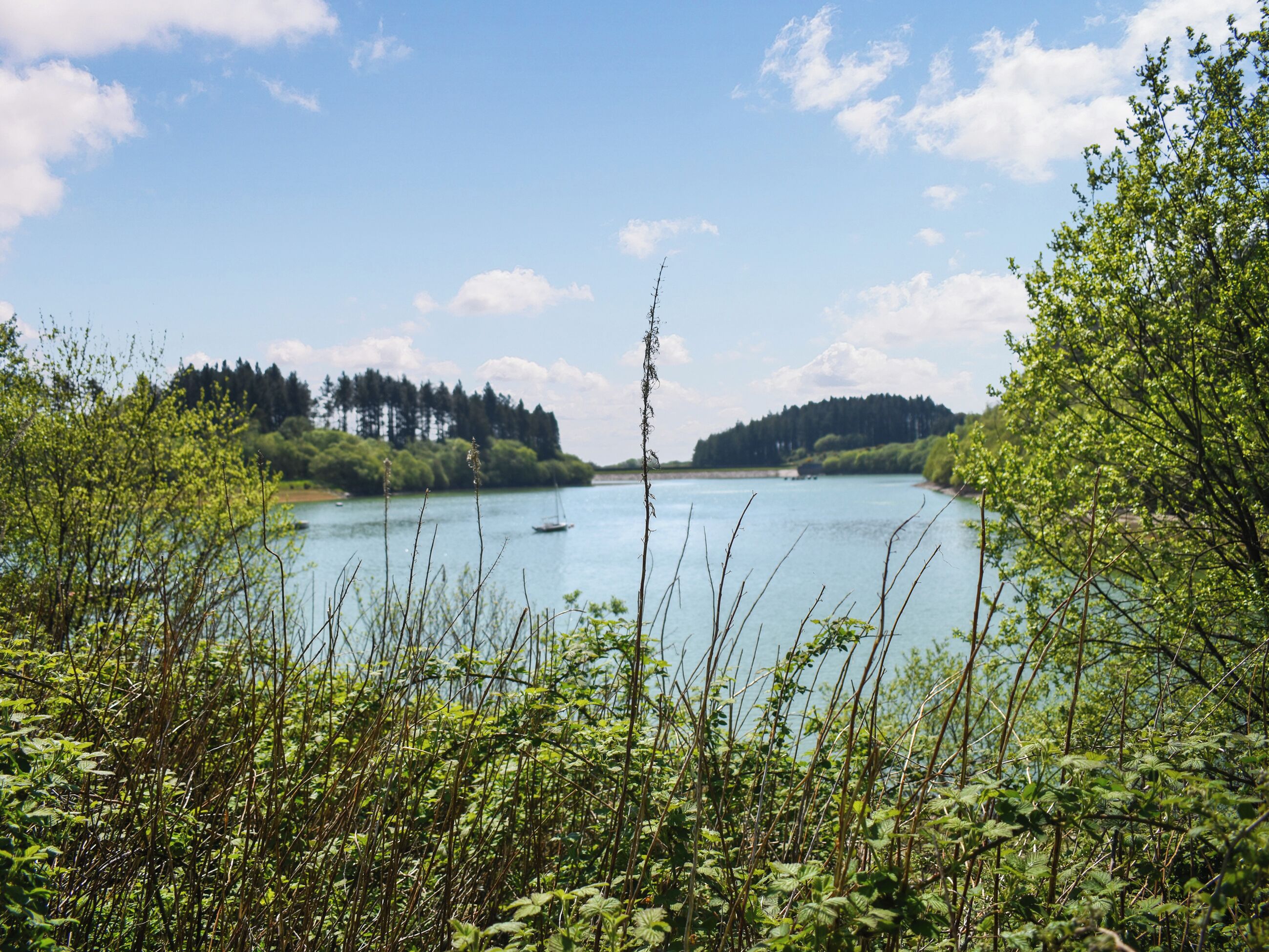 Une rivière bordée d’une végétation luxuriante et d’arbres.
