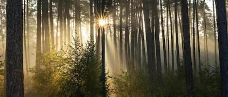 A forest with tall trees and sunlight filtering through.
