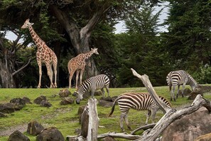 A naturalistic enclosure with giraffes and zebras grazing. - Live the Chateau Dream in the Loire Countryside (Bazouges-sur-le-Loir)