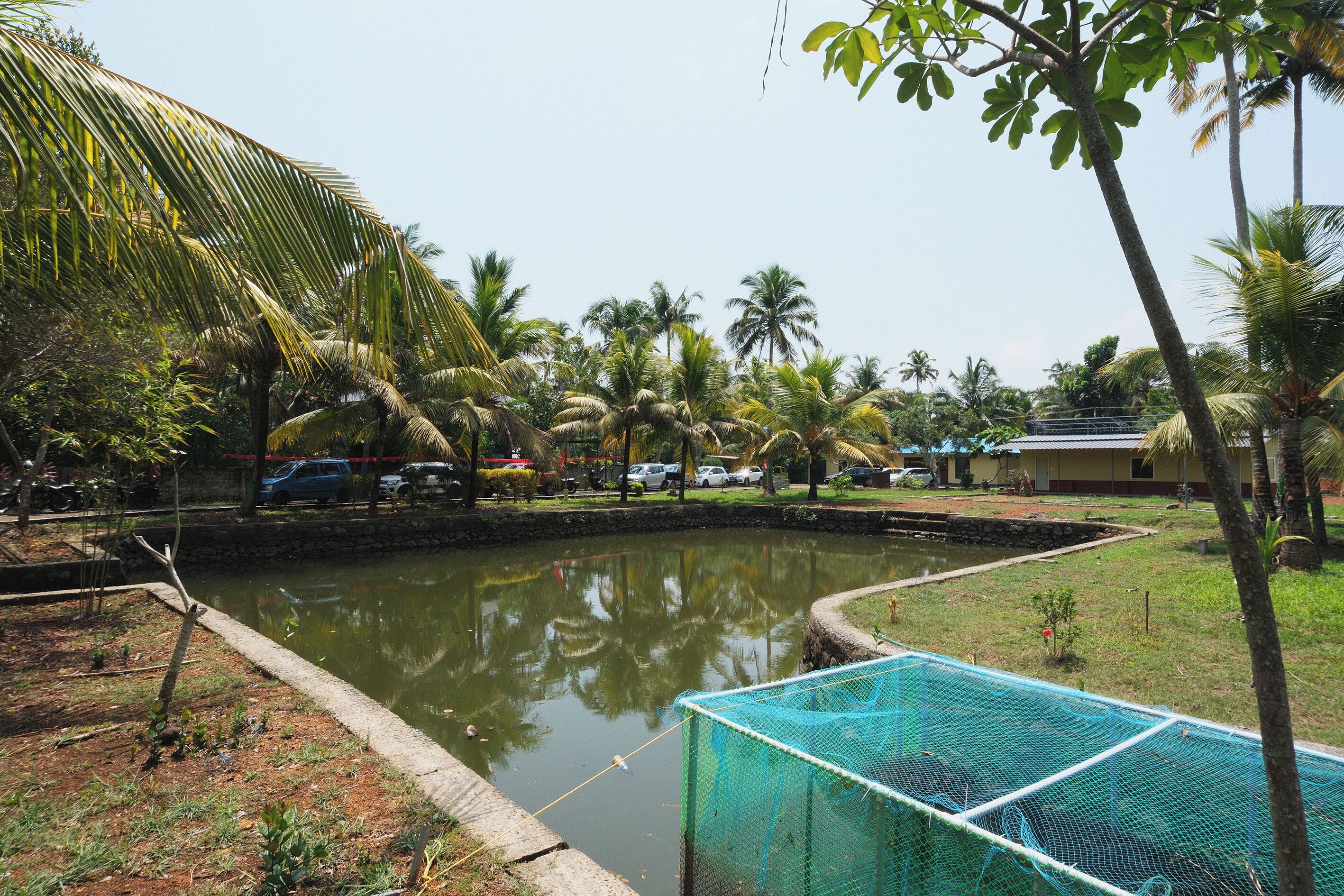 A pond with a netted area, surrounded by palm trees and a building in the background.