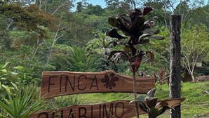 A wooden sign with the words "FINCA GUARUMO" in a natural setting with greenery. - Villa Bruno - Terrace - Jungle - Birdwatching (Puerto Jiménez)