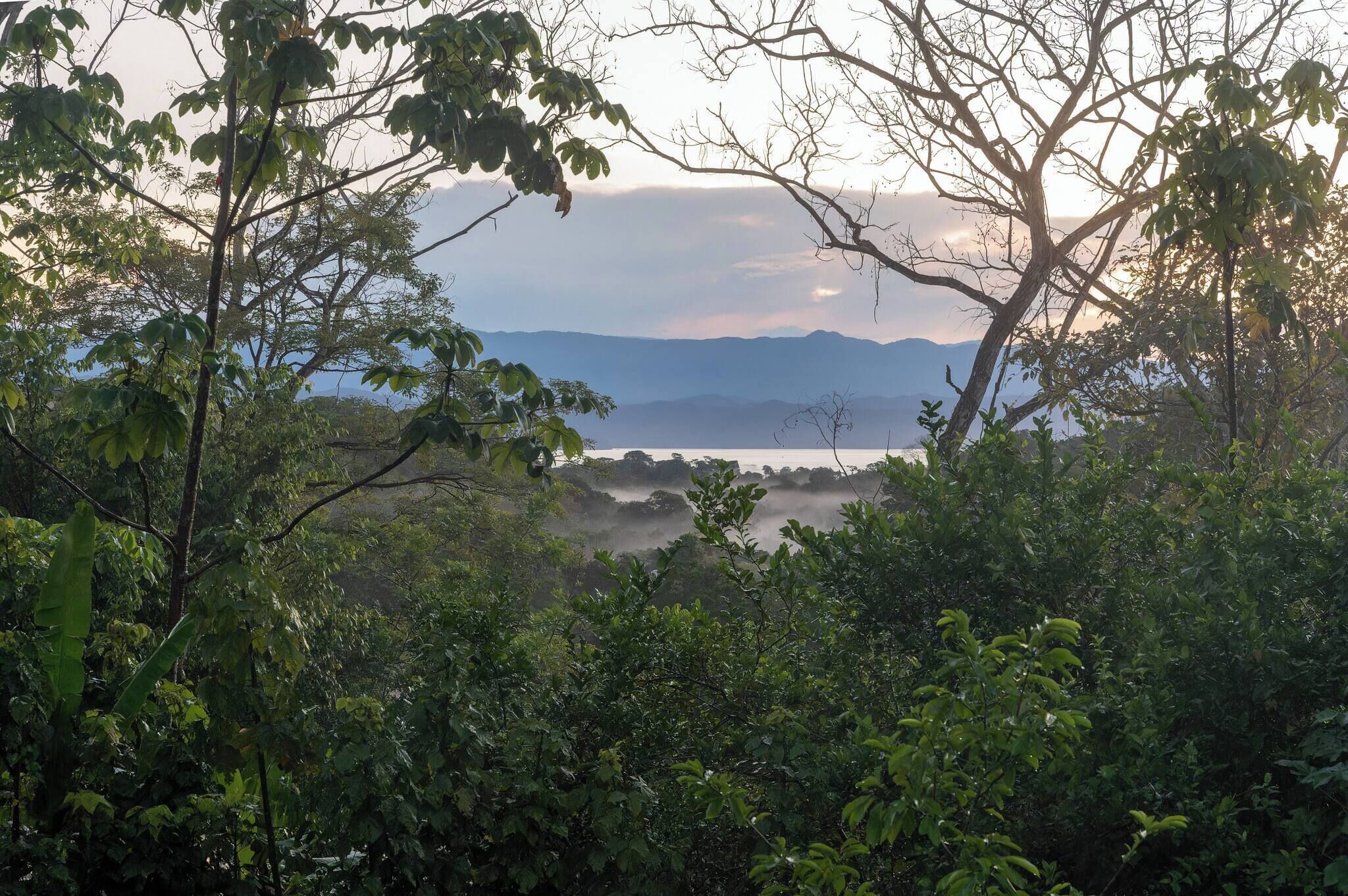 A dense forest with a view of distant mountains and a misty valley.
