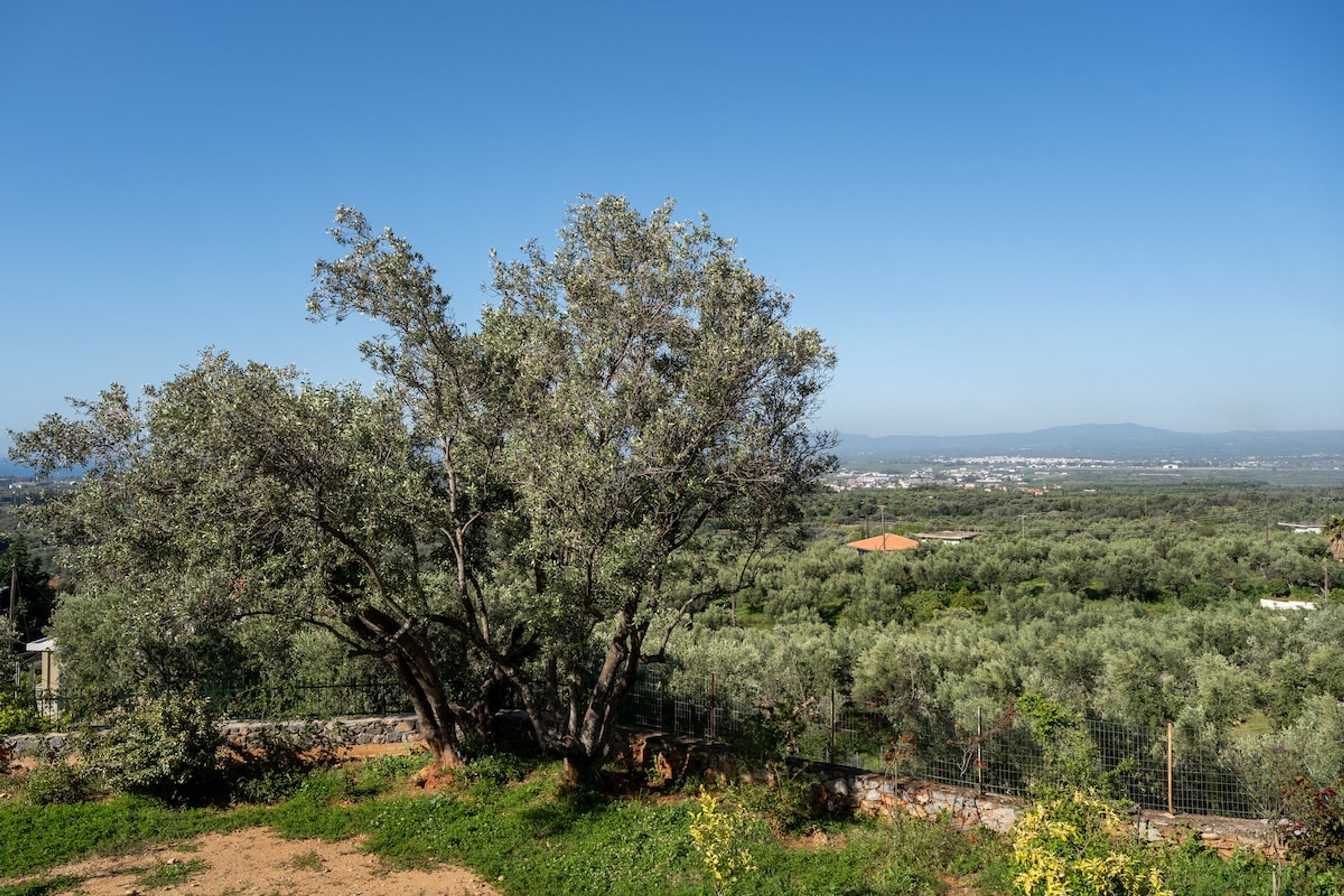 A tree-lined landscape with a clear view of distant buildings and a fence.