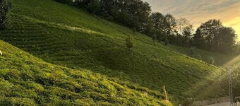Ayder Yaylasına 30 dk mesafede Doğa içinde Bungalov