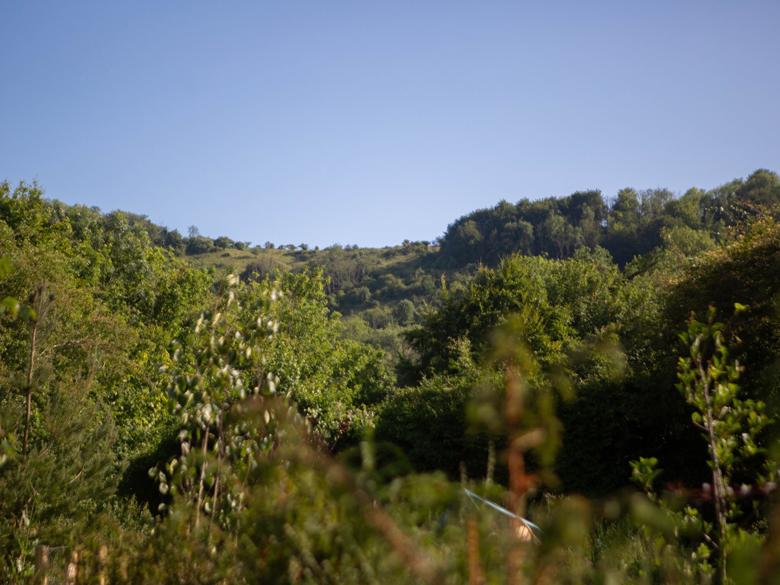 A natural landscape with dense greenery and hills in the background.