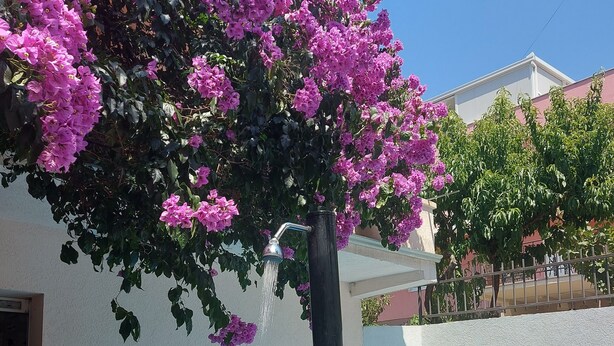 A swimming pool with a water feature, surrounded by a white wall and a tree with pink flowers.
