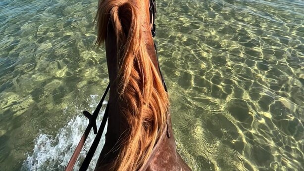 Kopf und Hals eines Pferdes im klaren Wasser, mit Strand und Bergen im Hintergrund.