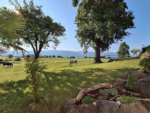 A grassy field with trees and a clear sky.