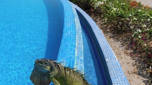 An iguana on a tiled pool edge with a beach and ocean in the background.
