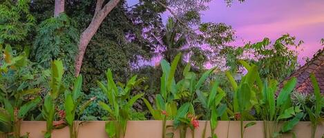 Un giardino con diverse piante e alberi, un muro beige e una piscina.