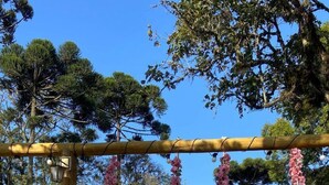 A wooden swing set with pink floral decorations, set against a backdrop of trees and a house. - Hotel Villa Verde by Easy Hotéis (Sao Bento do Sul)