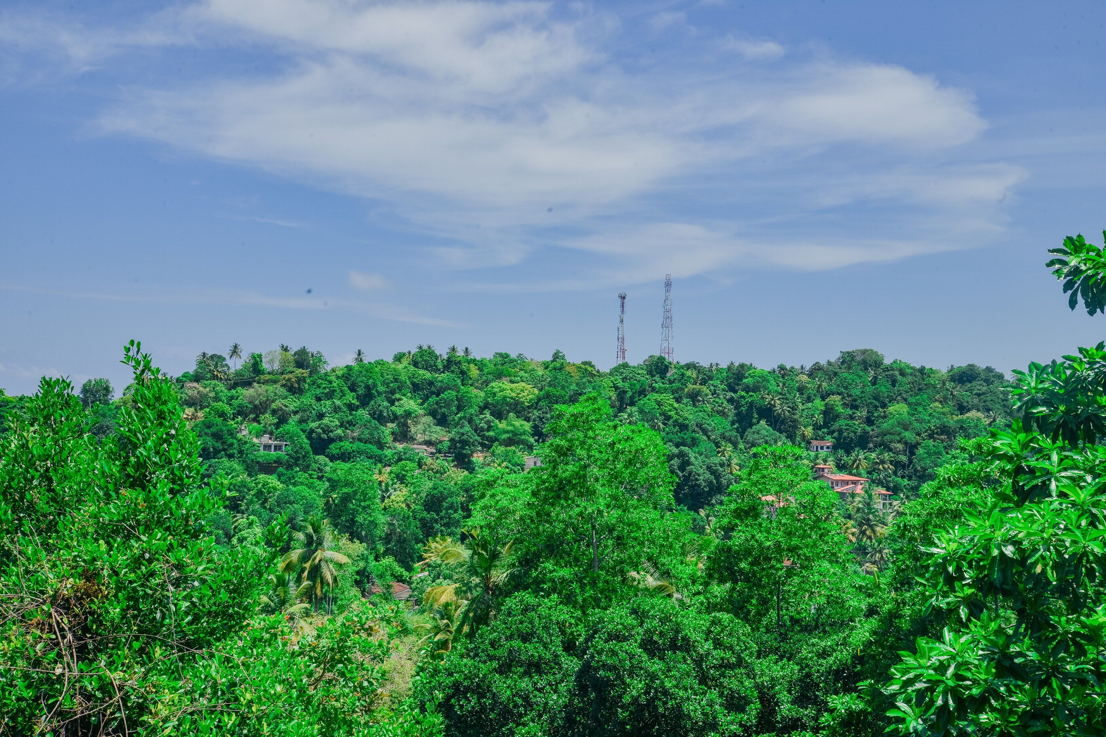 Taman