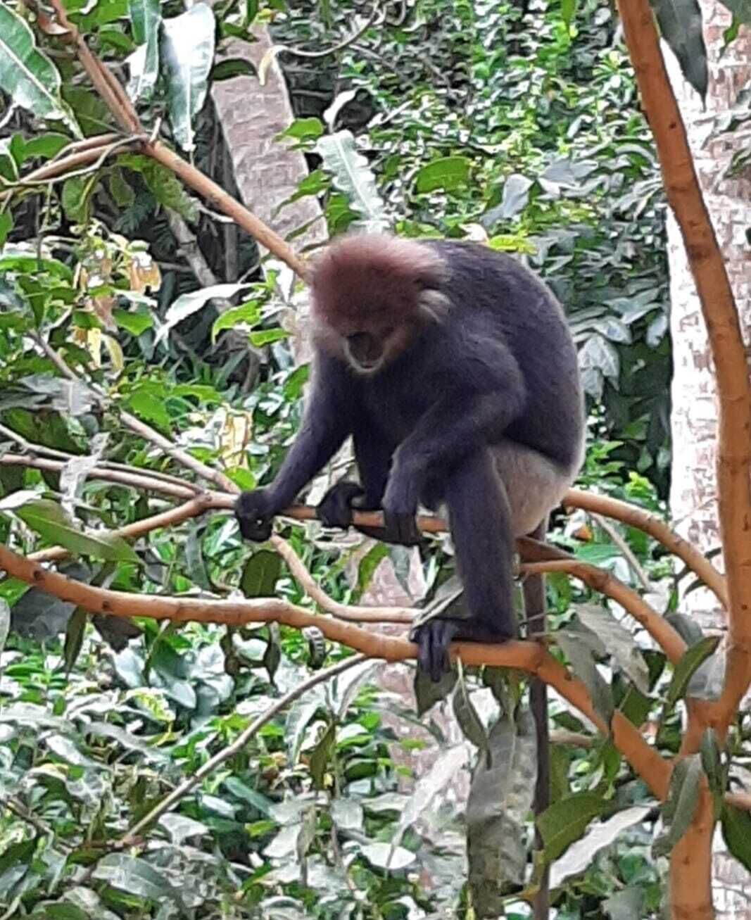 A monkey sitting on a tree branch.