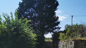 A narrow, unpaved path flanked by dense foliage and a stone wall.