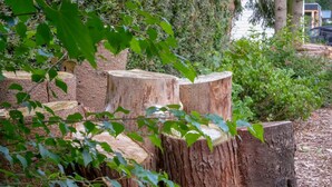 A garden area with several large tree stumps, surrounded by greenery and a stone wall. - Chalet in Veluwe Near Kootwijkerzand (Putten)